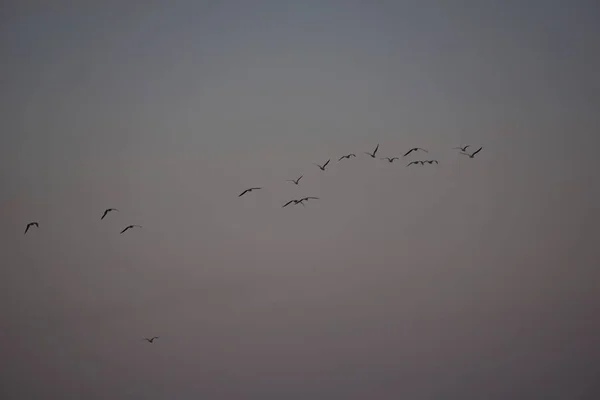 Pássaros Voando Sobre Canal Suez Portsaid — Fotografia de Stock