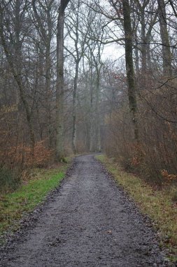 Stuttgart şehrinin dışında küçük bir orman.