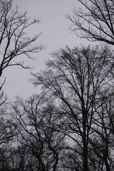 Őszi Fákat Bemutató Kép Stuttgartban — Stock Fotó
