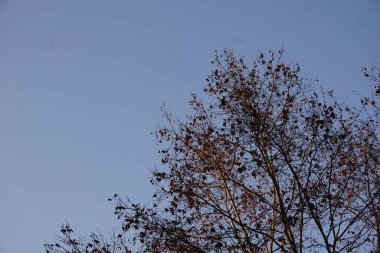 Güzel şehir Milan 'ın resmi.