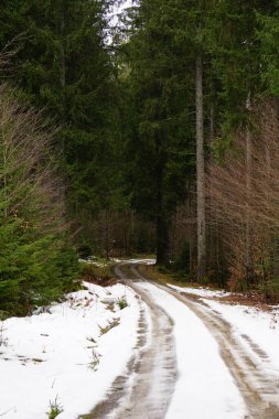 Almanya 'nın Kara Ormanı' ndaki ağaçlar ve oteller