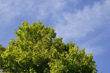 Arkaplanda gökyüzü olan yeşil ağaç yaprakları