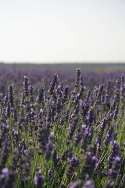 Madrid yakınlarındaki Brihuega 'daki lavanta tarlaları.