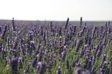 Madrid yakınlarındaki Brihuega 'daki lavanta tarlaları.