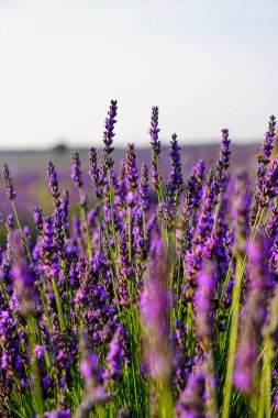 Madrid yakınlarındaki Brihuega 'daki lavanta tarlaları.