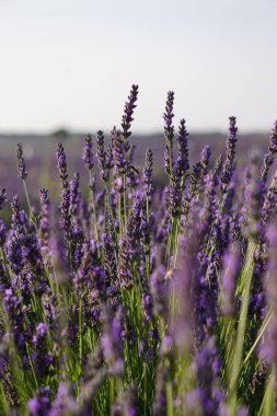 Madrid yakınlarındaki Brihuega 'daki lavanta tarlaları.