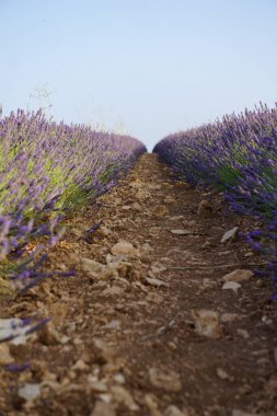 Madrid yakınlarındaki Brihuega 'daki lavanta tarlaları.