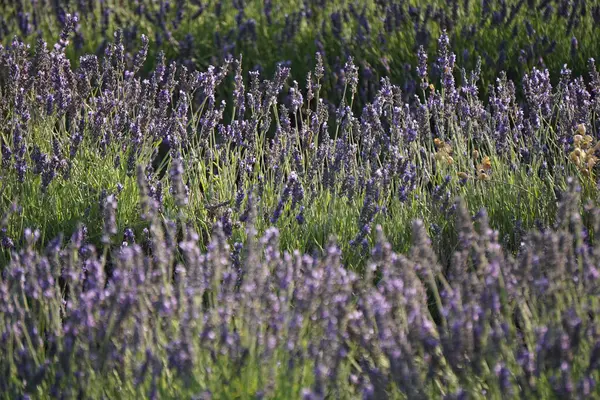 Lavender Fields Brihuega Close Madrid — Stock Photo, Image