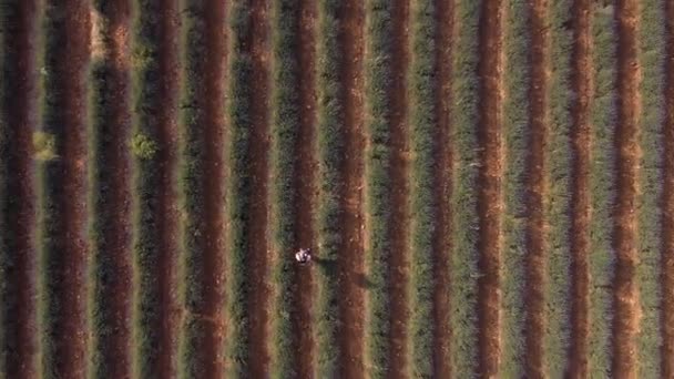 マドリードに近いブリュヘガのラベンダー畑 — ストック動画