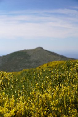 Sarı kır çiçekleri La Maliciosa dağının tepesinde açar