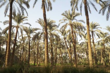 Yıldız çiçeklerinde altın saat Mısır 'ın güzelliğini gösteriyor