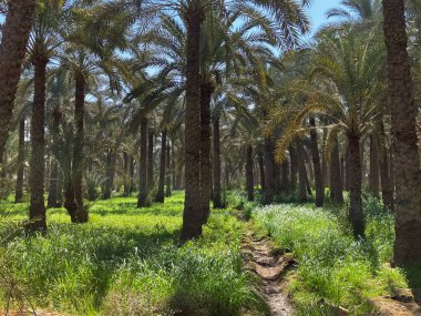 Yıldız çiçeklerinde altın saat Mısır 'ın güzelliğini gösteriyor