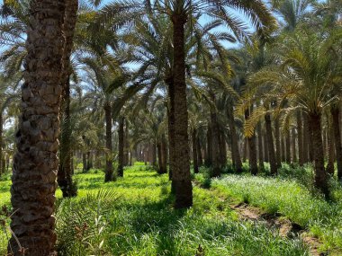 Yıldız çiçeklerinde altın saat Mısır 'ın güzelliğini gösteriyor