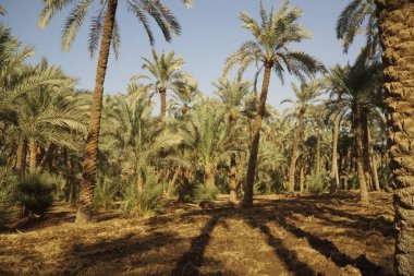Yıldız çiçeklerinde altın saat Mısır 'ın güzelliğini gösteriyor