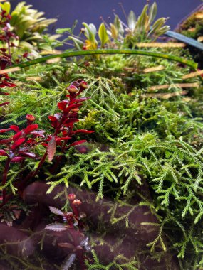 Amazon Spheres houses a peaceful indoor garden for employees to get inspired clipart