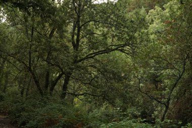 Kristal gibi berrak çağlayanlar kayalık araziler ve canlı yeşil ormanlar boyunca akar.