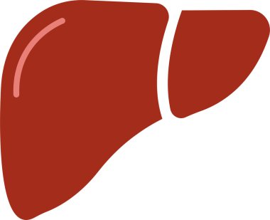 Gerçekçi karaciğer anatomisi yapısı. Vektör hepatik sistem organı, sindirim safra kesesi organı. Tıbbi uyuşturucular, eczane ve eğitim tasarımı için insan karaciğeri.