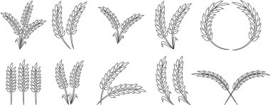 Buğday kulağı simgesi seti ve buğday tasarım elementleri düz çizgi vektör koleksiyonu şeffaf arkaplanda izole edildi. Buğday, pirinç sapı ve tam tahıl veya mısır gevreği hasat edin..