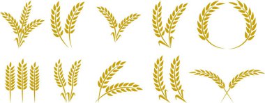 Buğday kulağı simgesi seti ve buğday tasarım elementleri düz çizgi vektör koleksiyonu şeffaf arkaplanda izole edildi. Buğday, pirinç sapı ve tam tahıl veya mısır gevreği hasat edin..