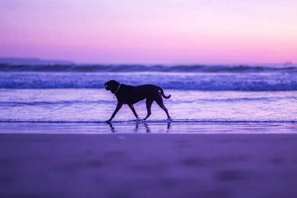 Чёрная Собака Гуляет Воде — стоковое фото