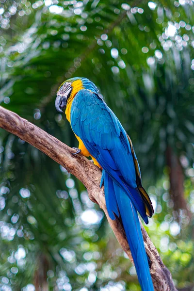 Papuga Siedząca Grzędzie — Zdjęcie stockowe