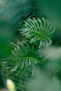 onun tipik delikleri gösterilen yeşil monstera yaprak closeup