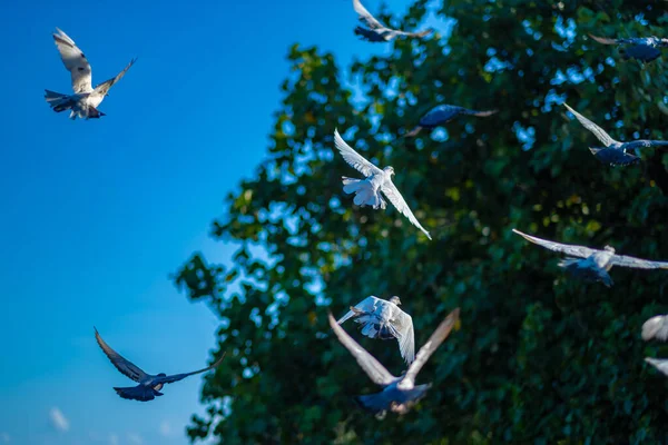 Group Pigeons Taking Flight Beach Blue Sky Background — Stock Photo, Image