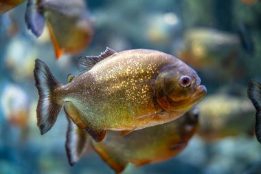 Akvaryumda yüzen kırmızı göğüslü bir piranha 'ya yaklaş.