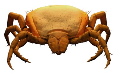 Ayrıntılı bir kenenin 3 boyutlu illüstrasyonu: Turuncu renkli SEM Elektron Mikroskobu Kopyası ve beyaz arkaplan