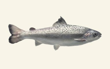AquAdvantage salmon side view floating in the water realistic color illustration clipart