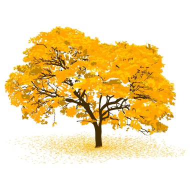 Lignum vitte 'nin sanatsal çizimi - Ilustracin artstica de un flor amarillo, guayacn, lapacho, roble amarillo, tajibo, zapatillo, zapito