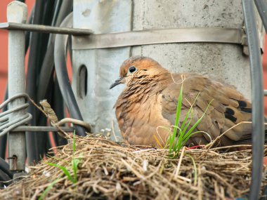 Bir ışık direğindeki yuvadaki Torcaza Bogotana kuşuna yaklaş