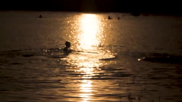 Les Enfants Pauvres Baignent Heureux Dans Coucher Soleil Dans Rivière — Video