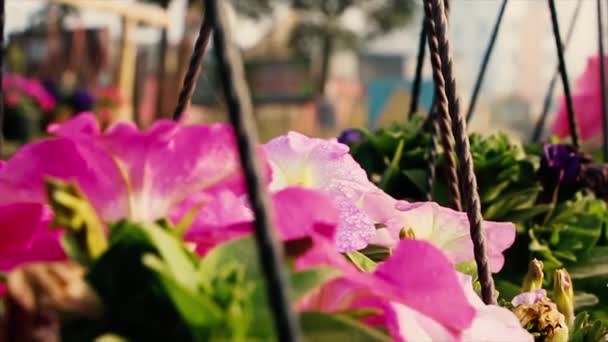 Blommor Hängande Dekorationer Blandad Petunia Blomma Krukor Hängande Trädgården Vackra — Stockvideo