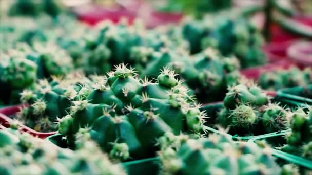 Wideo Pięknym Mini Kaktusem Czarnym Garnku Makro Widok Sos Doniczkowy — Wideo stockowe