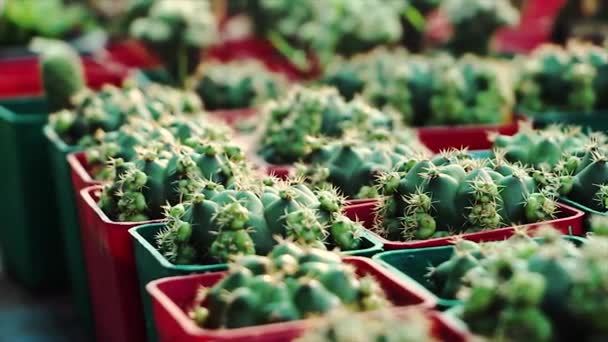 Video Vakker Mini Kaktus Svart Pott Makrovisning Potteaktige Sukkulenter Innendørs – stockvideo