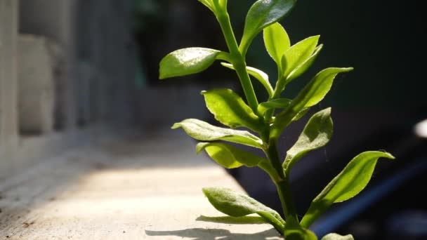 绿色的植物在风中 — 图库视频影像