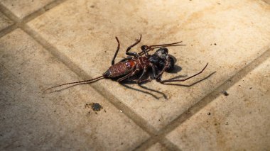 Siyah. Kuyruğu olmayan dev bir akrep benzeri sirke. Onun yerine, bir flagellum var.