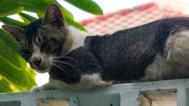 Kedi. Siyah beyaz kedi duvarda dinleniyor.