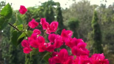 Rüzgarda sallanan pembe çiçek yığınları