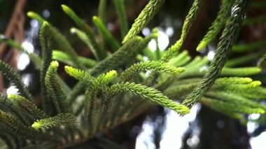 Baharda güzel çam yaprakları