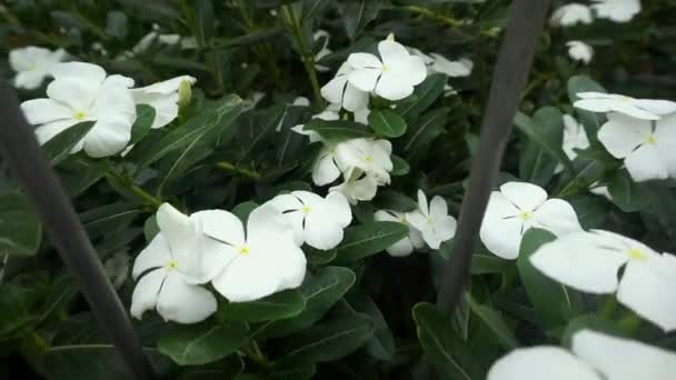 Flores Blancas Floreciendo Jardín — Vídeos de Stock