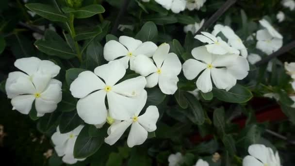 Flores Blancas Floreciendo Jardín — Vídeos de Stock