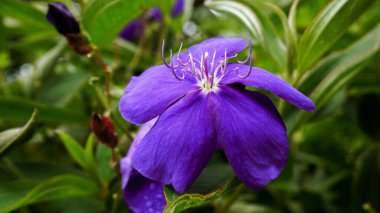 Rhodomyrtus tomentosa ağacı, bahçede güzel bir çiçek