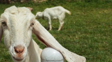 Sheep or Domba in the animal pen in preparation for sacrifice on Eid al-Adha clipart