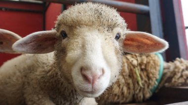 Sheep or Domba in the animal pen in preparation for sacrifice on Eid al-Adha clipart