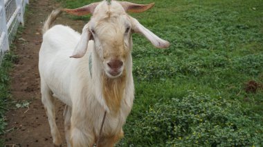 Kurban töreni için hayvan ağılında koyun ya da Domba var.