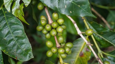 Doğada kahve çekirdeği bitkisi. Bu Arap kahvesi birçok otantik aromaya ve aromaya sahiptir.