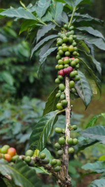 Coffee bean plant in nature. This Arabica coffee has many authentic flavors and aromas clipart