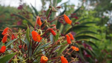 güzel, renkli çiçek arkaplan resimleri, doğa arkaplanı